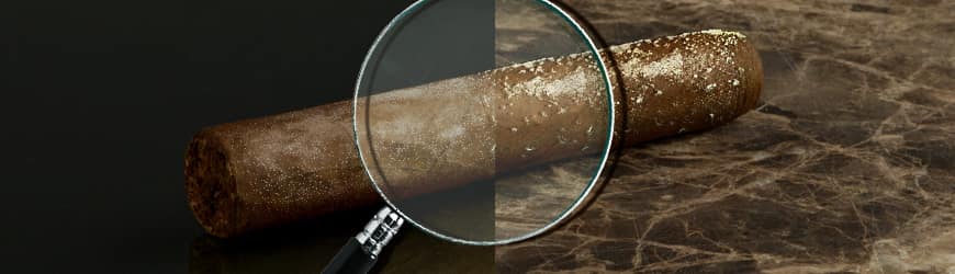 Olika typer av mögel på cigarrer - Swecigars
